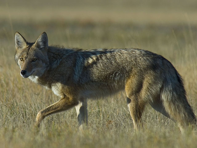 Coyotes or stray dogs may spread Neospora, a protozoan that causes abortions in cattle. (Getty Images stock photo)